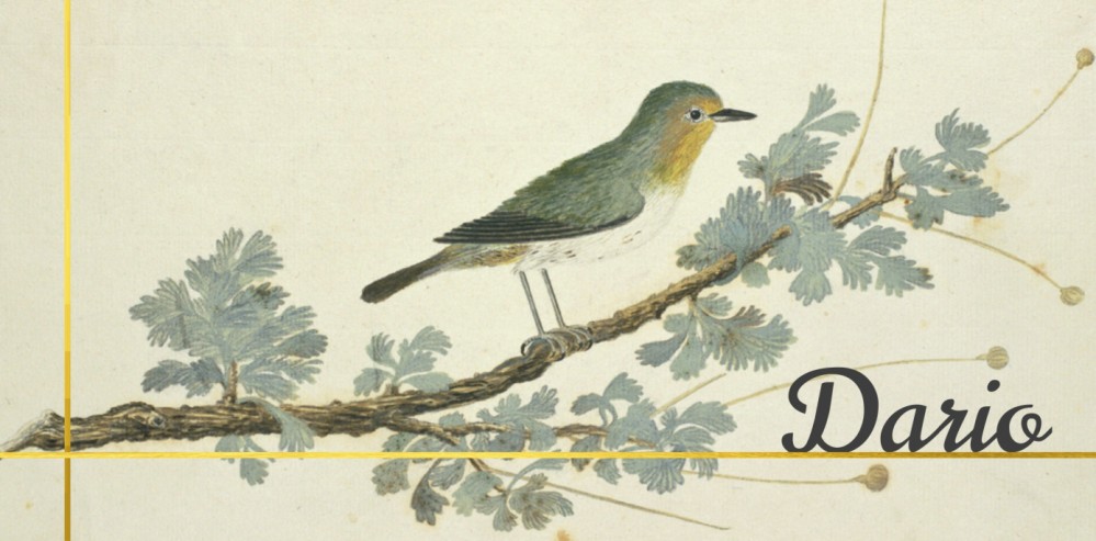 Geboortekaartje vintage waterverf vogeltje Dario